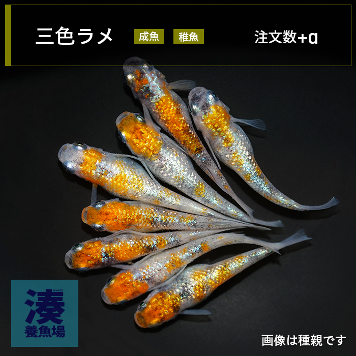 メダカ「三色ラメ」 | めだか湊養魚場