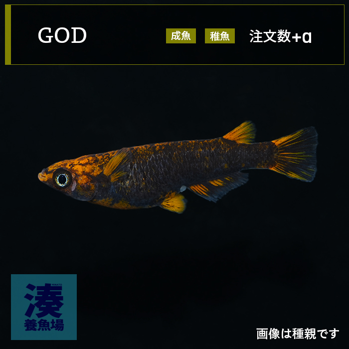 メダカ「五式タイプR GOD」 | めだか湊養魚場