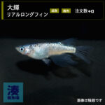 imm040