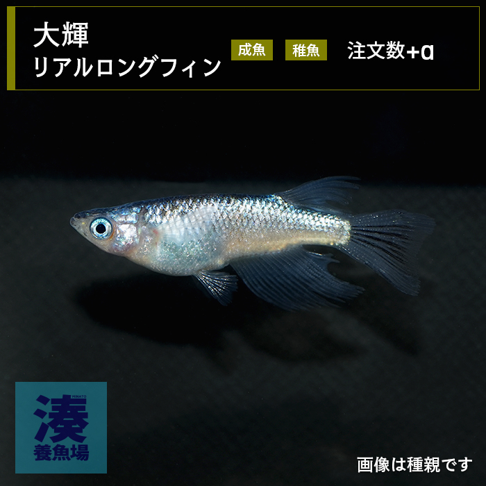 imm040
