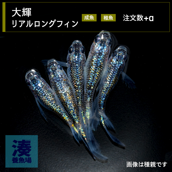 imm040