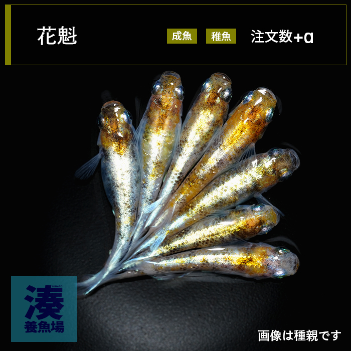 imm041