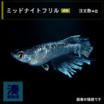 imm016