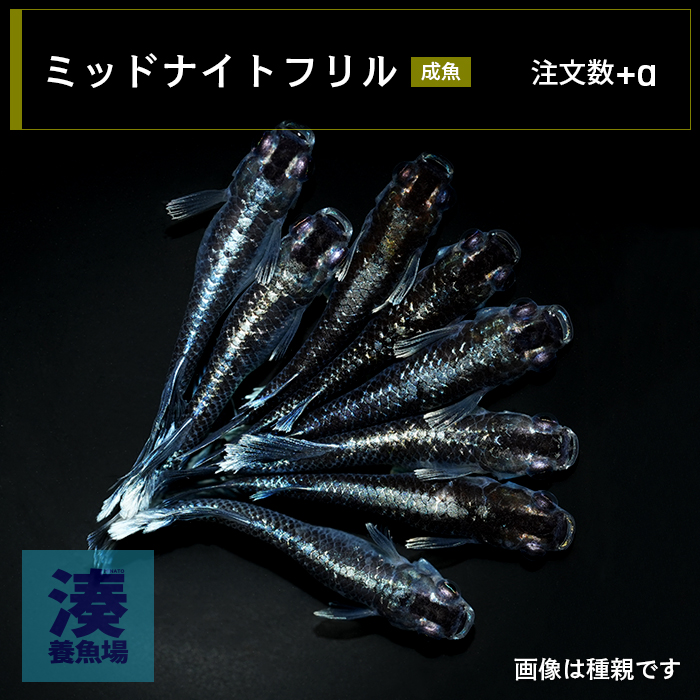 imm016