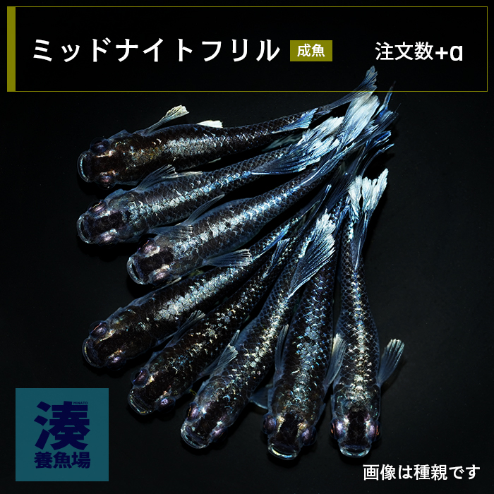 imm016