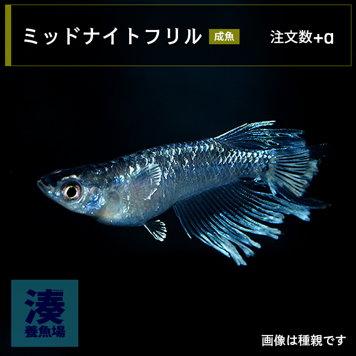 imm016