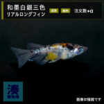 imm023