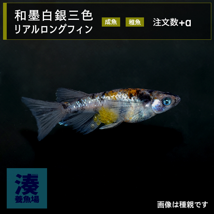 imm023