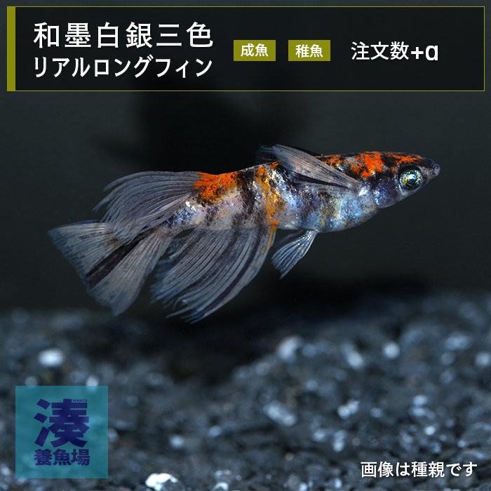 imm023