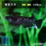 imm024