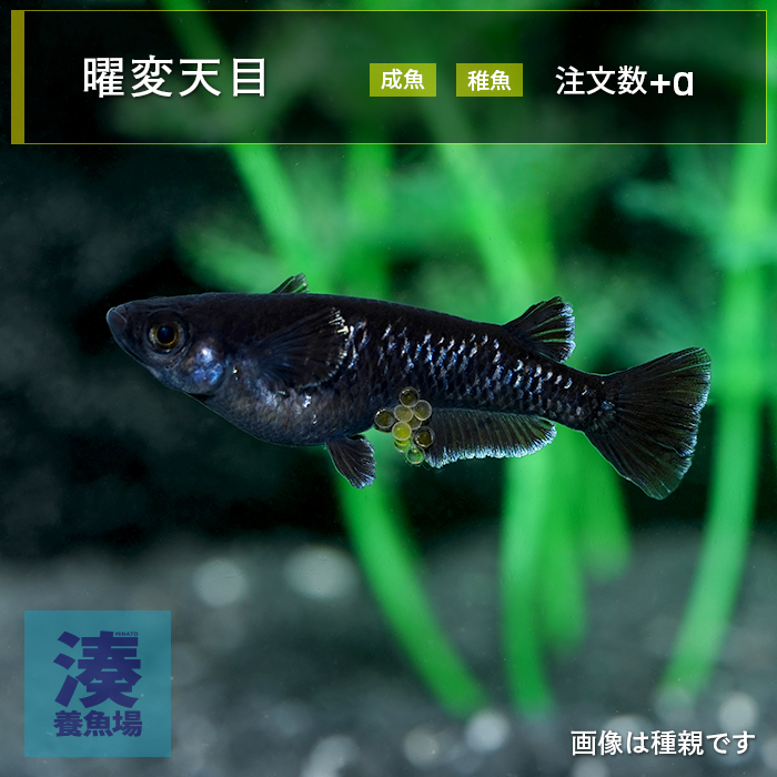 imm024