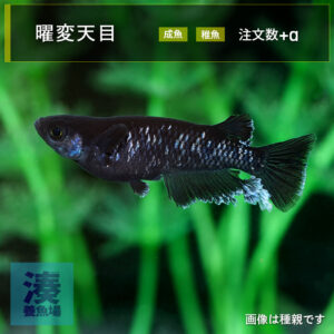 imm024