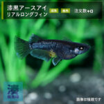 imm025