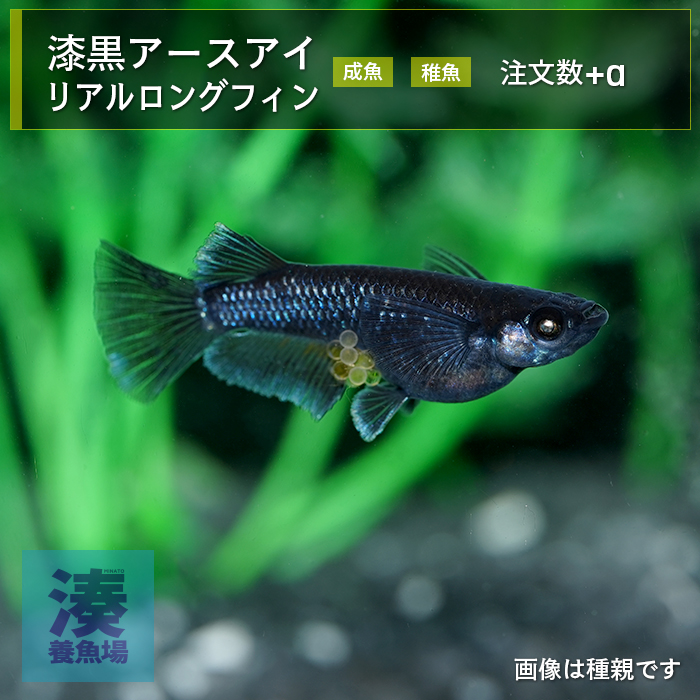imm025