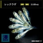 imm026