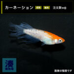 imm027