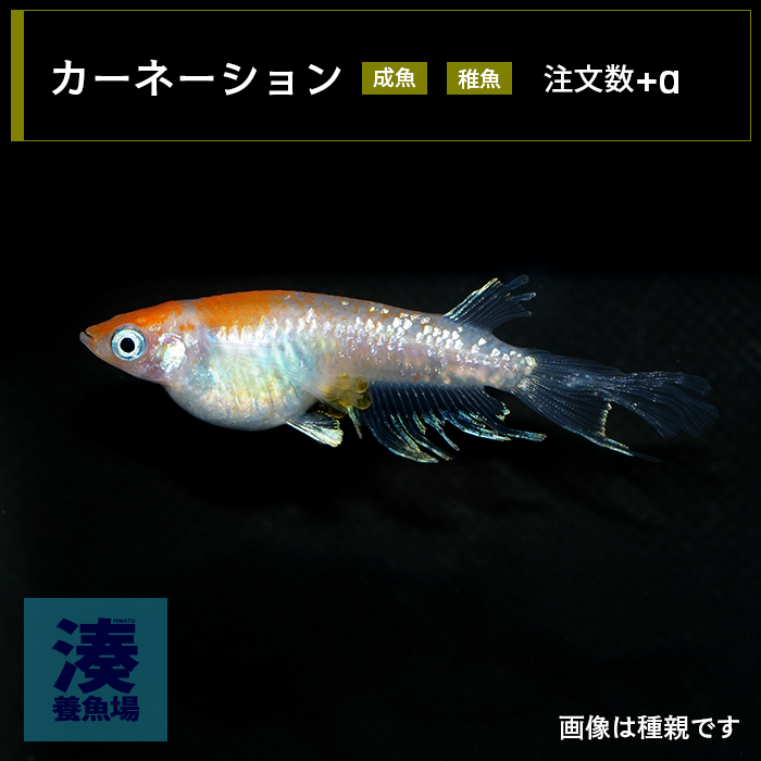 imm027