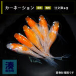 imm027