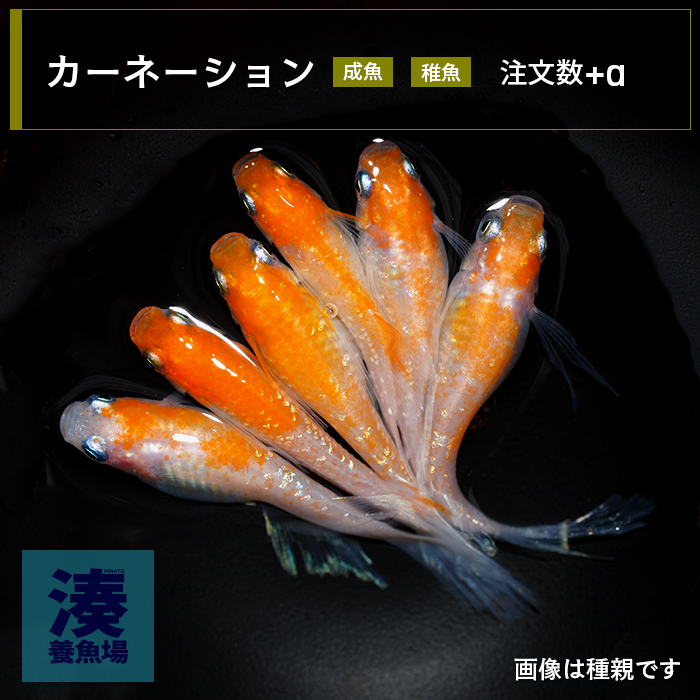 imm027