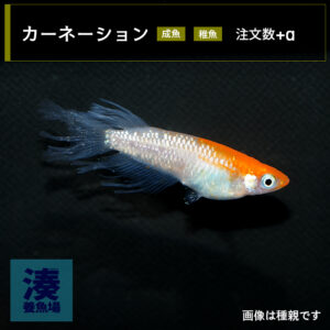 imm027