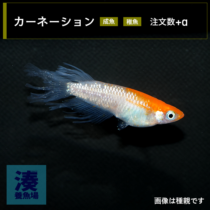 imm027