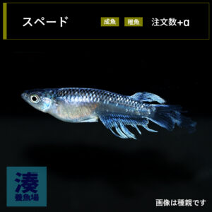imm028