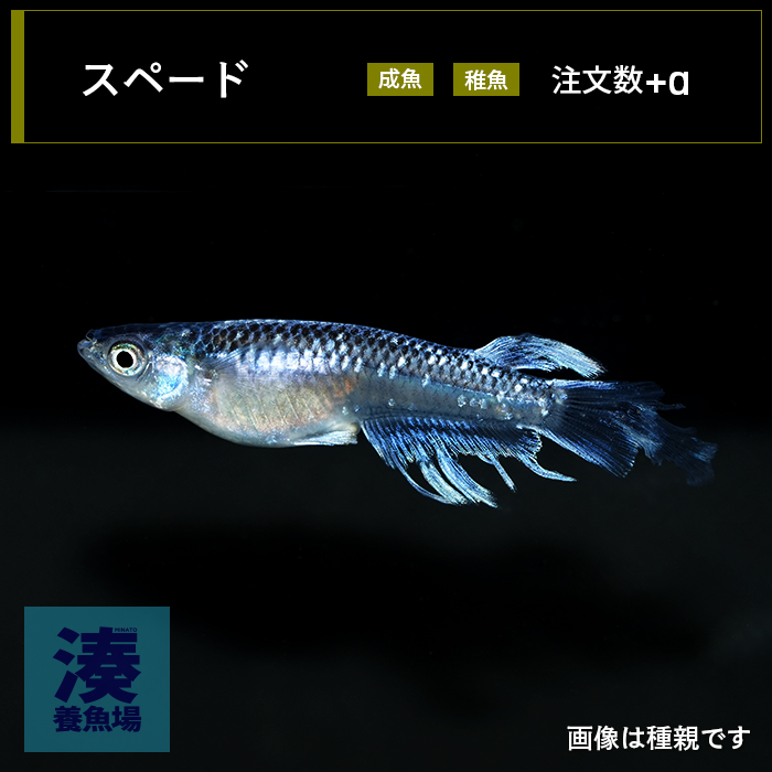 imm028