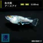 imm029