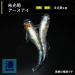 imm029