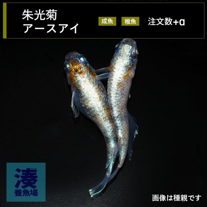 imm029