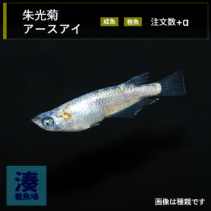 imm029