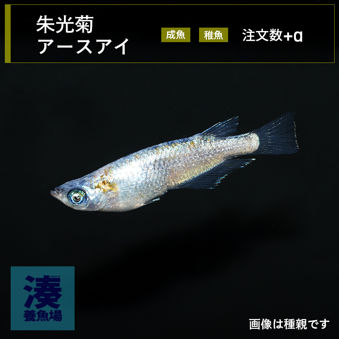 imm029