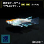 imm031