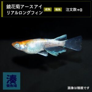imm031