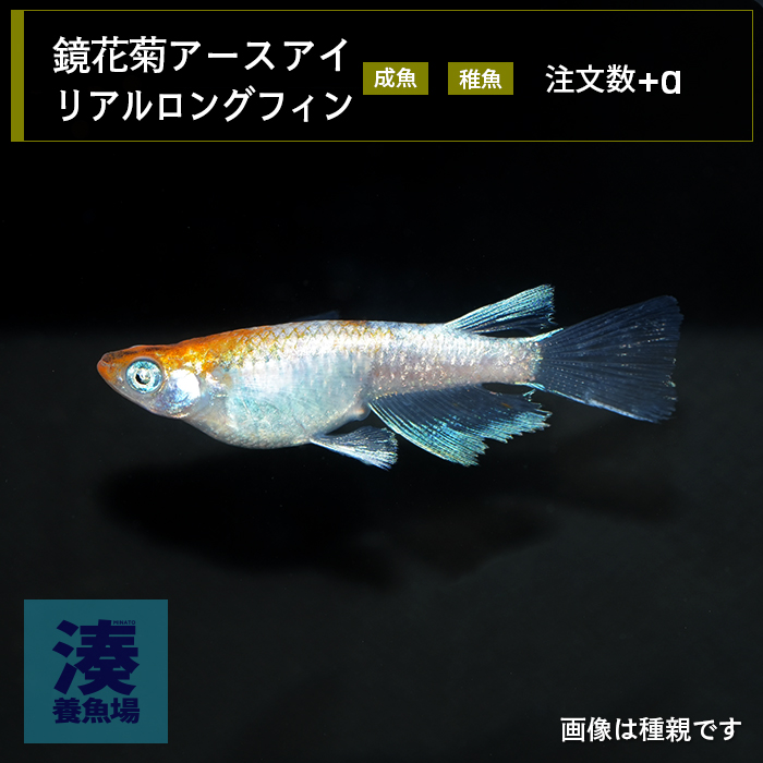 imm031