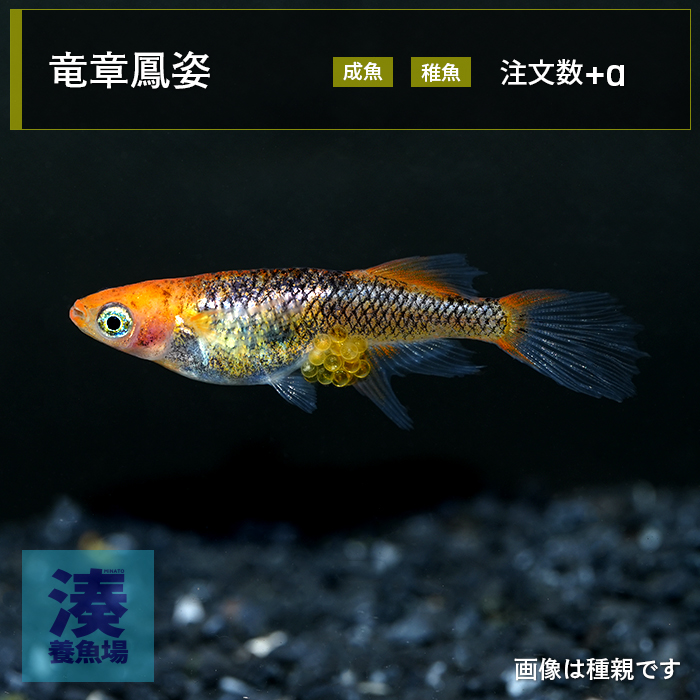 imm032