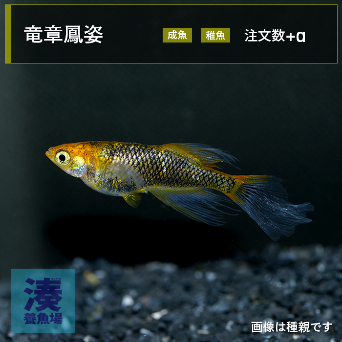 imm032