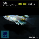imm034