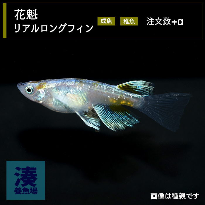 imm034