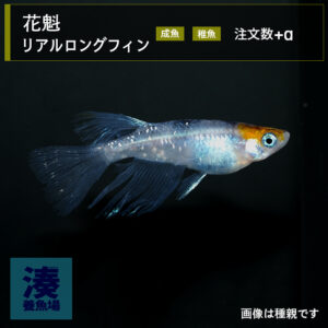 imm034