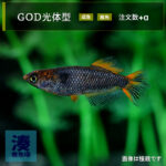 imm035