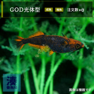 imm035