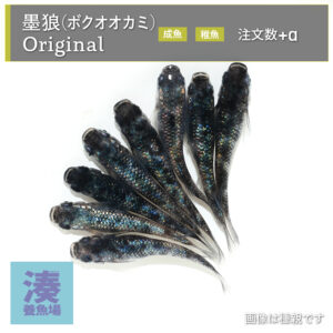 imm038