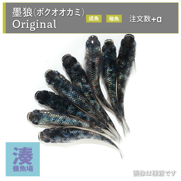 imm038