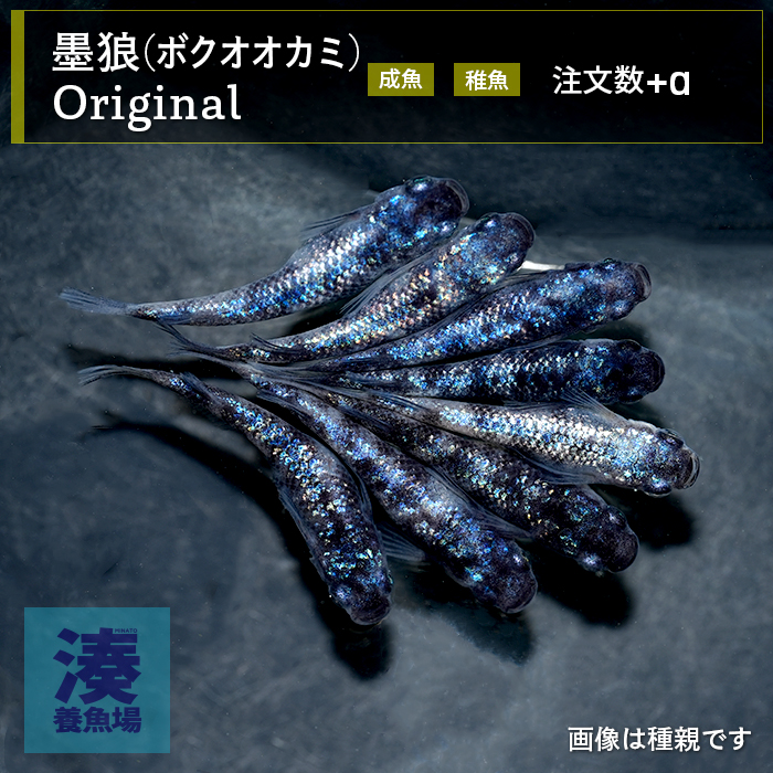 imm038