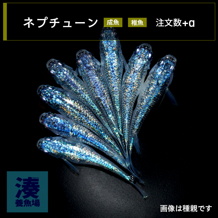 imm039