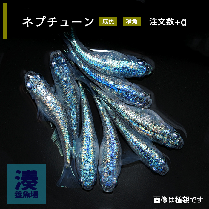 imm039