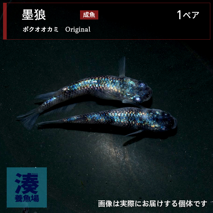 mgh005