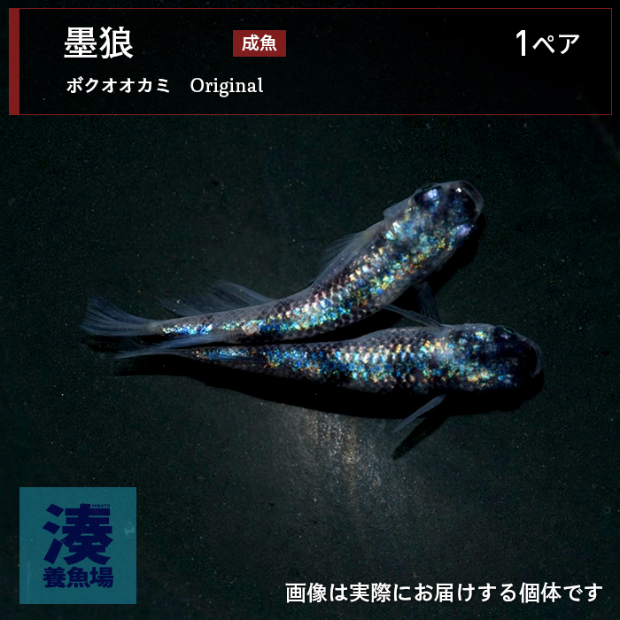 mgh005