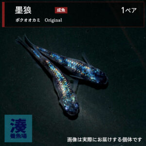 mgh005